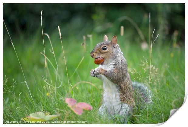 Grey squirrel bites a conker Print by Rhys Leonard