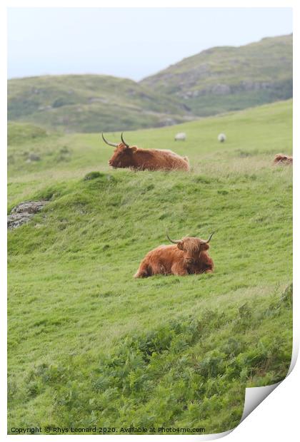 Portrait two male highland cattle bulls lye amongst windswept grass Print by Rhys Leonard
