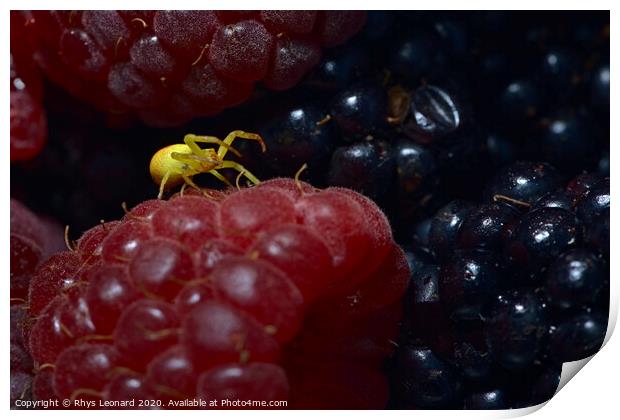 Yellow sac black footed spider covered in berry juice on a raspberry. Print by Rhys Leonard