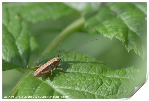 Medium shot of a dark bush cricket on a raspberry plant leaf Print by Rhys Leonard