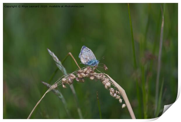 Side profile dark background of a common blue butterfly Print by Rhys Leonard