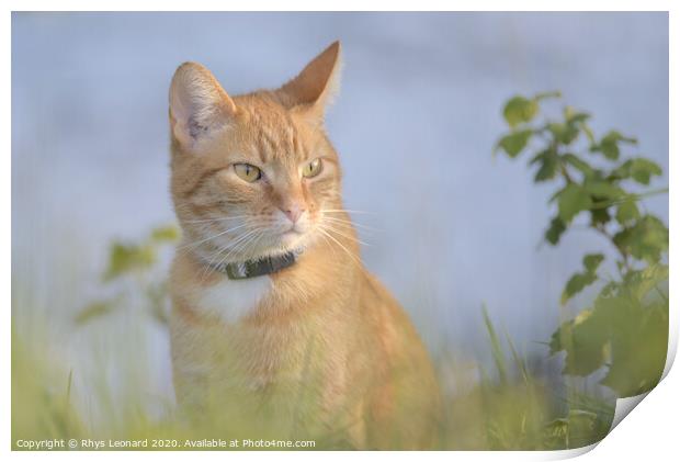 Orange tabby cat amongst undergrowth Print by Rhys Leonard
