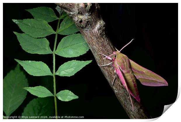 Large elephant hawk-moth perches on a red barked branch, adjacent to young green leaves. Print by Rhys Leonard