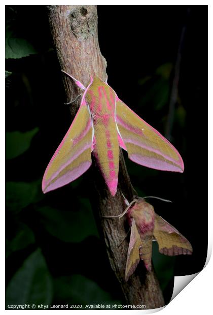 Large and small colorful elephant hawk moth side by side for comparison Print by Rhys Leonard