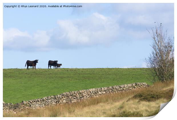 Loving family of 3 cattle stand on the horizon of a luscious field Print by Rhys Leonard