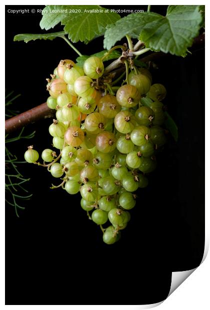 Portrait hanging bunch of ripening red currants Print by Rhys Leonard