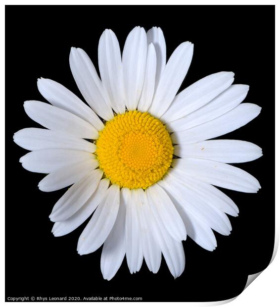 A single shasta daisy flower on a pure black backg Print by Rhys Leonard