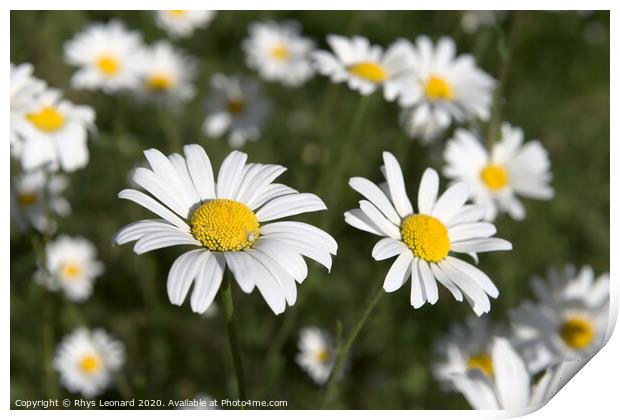 Patch of shasta daisies and a little white spider. Print by Rhys Leonard