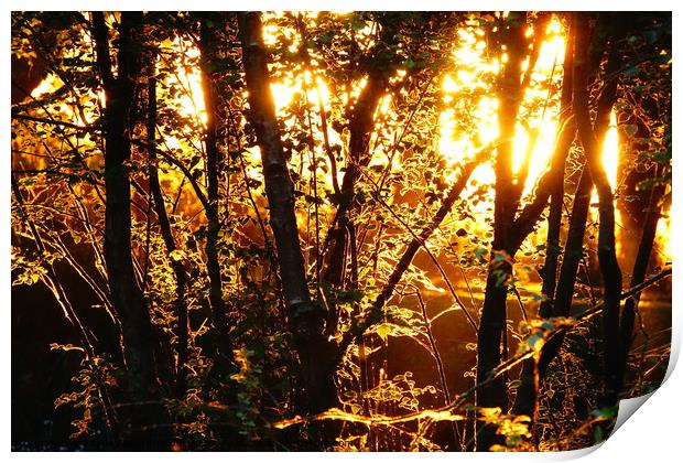                        Sunrise through the woods   Print by kayden woodthorpe