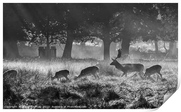 Misty Morning Deer Print by David Thomas