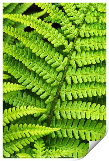 Lush Green Fern foliage Print by David Thomas