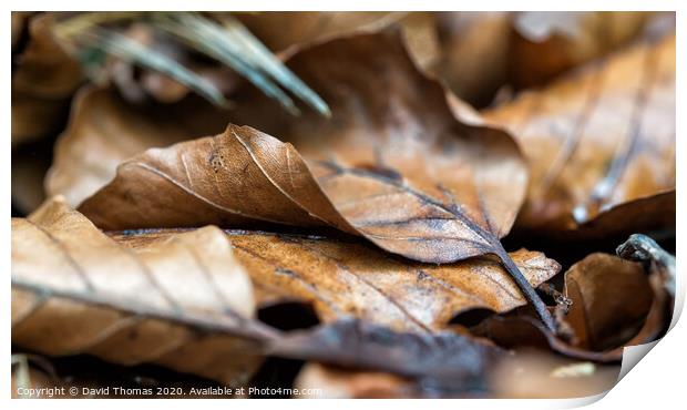 Vibrant Autumn Leaves Print by David Thomas