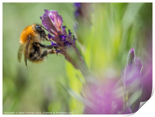 Lavender Bliss Print by David Thomas