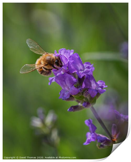 Buzzing Beauty Print by David Thomas