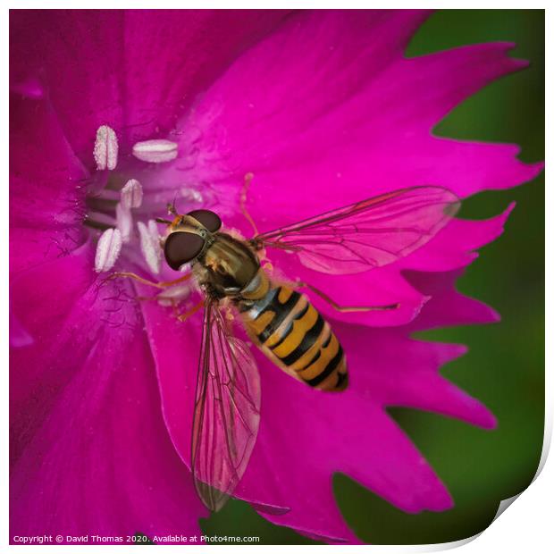 Beauty in Pollination Print by David Thomas
