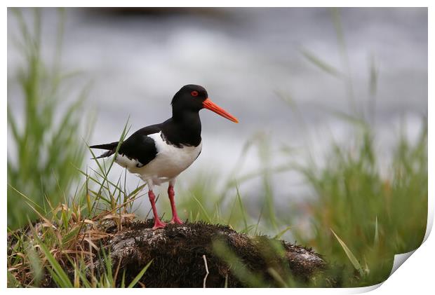 Oystercatcher on riverbank Print by Philip Hawkins