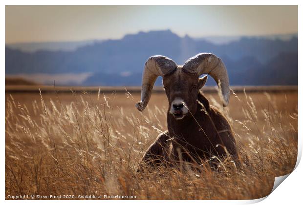 A big horned sheep basking in the sun Print by Steve Furst