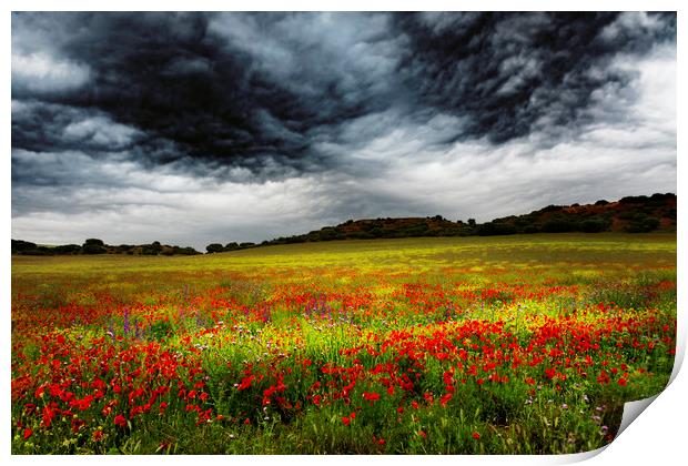 Colorful fields 1 Print by Vicente Sargues