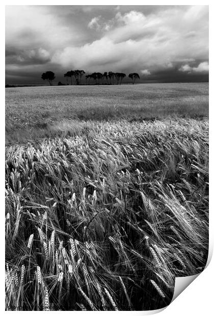 Cereal field and trees. Vertical. BW Print by Vicente Sargues