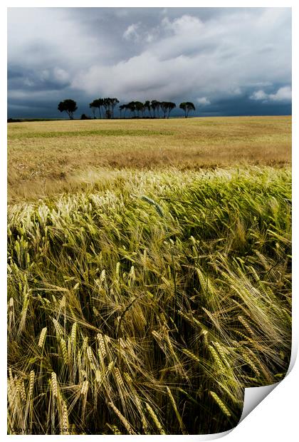 Field with poppies and trees. Vertical Print by Vicente Sargues