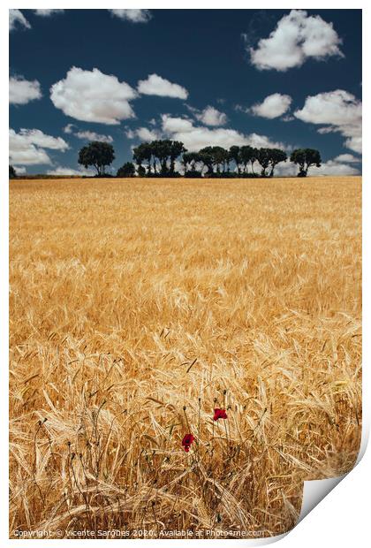 Cereal field with poppies Print by Vicente Sargues