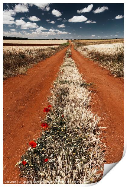 Path between cereal fields Print by Vicente Sargues
