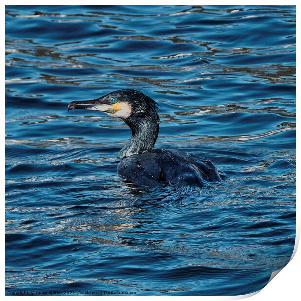 A Shag  swimming ,eyes and feathers glistening from the sunset Print by mary spiteri