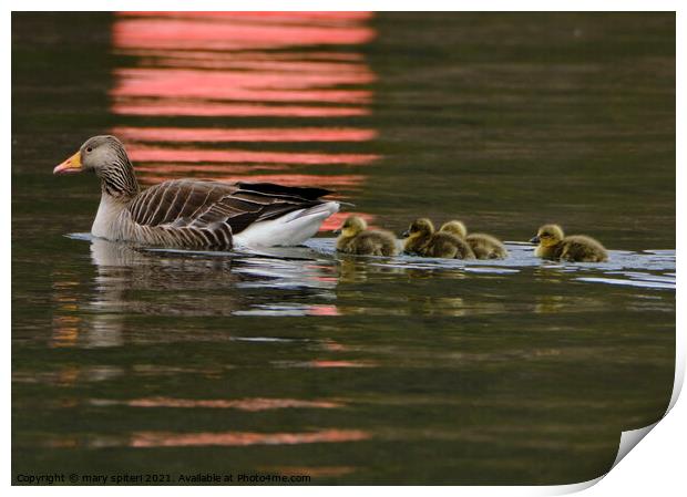 Greylag Goose and Goslings with red buoy reflections Print by mary spiteri