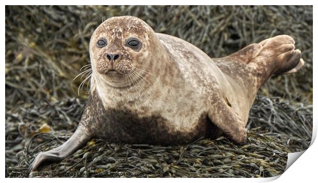 Baby common seal, wide eyed and beautiful Print by mary spiteri