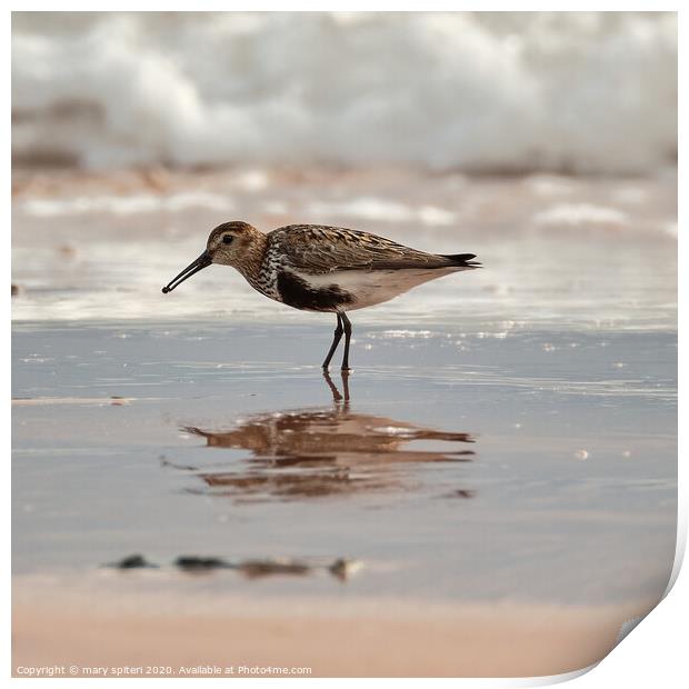 Sandpiper with its reflection, on the Beach at sun Print by mary spiteri
