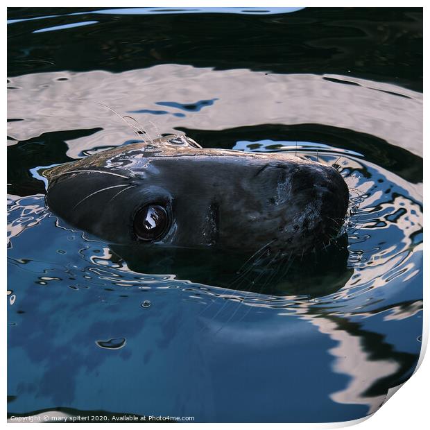 Up close and personal with a Seal Print by mary spiteri