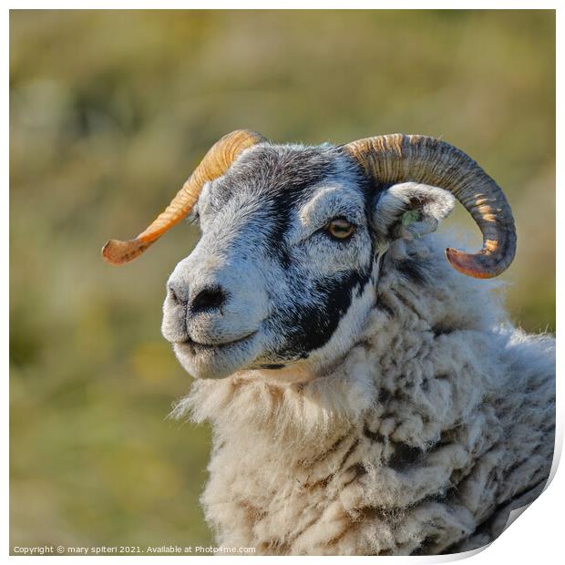 A close up of a stunning ram stunning eyes Print by mary spiteri