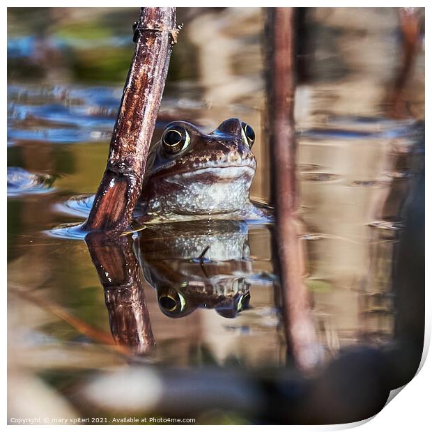 Beautiful garden frog between two stems of grass.. Print by mary spiteri