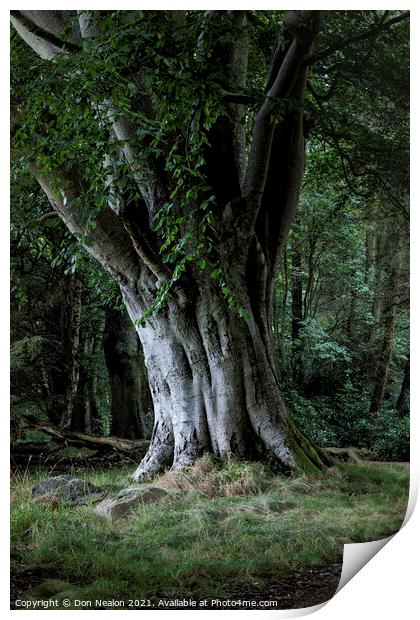 Majestic Beech Tree Print by Don Nealon