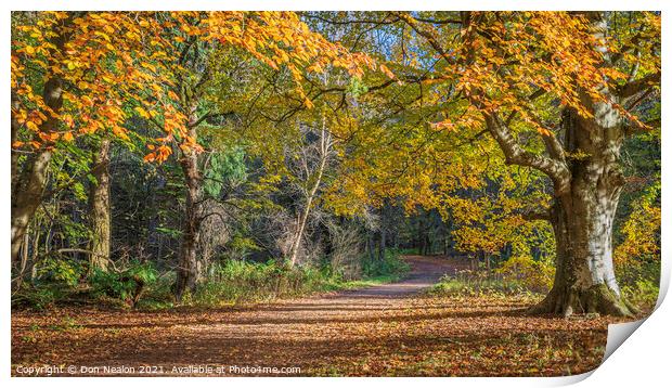 Majestic Autumn Walk Print by Don Nealon
