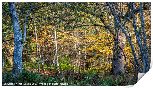 Embracing the Autumnal Glow Print by Don Nealon
