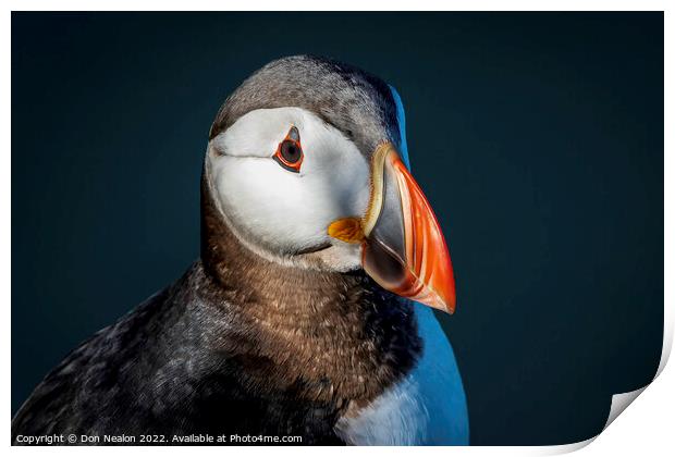 Majestic Atlantic Puffin Print by Don Nealon