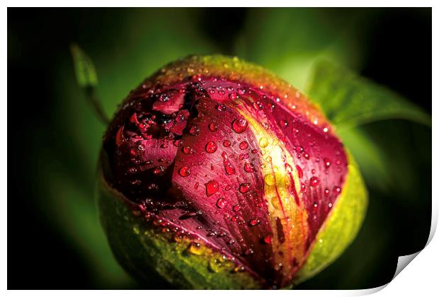 Radiant Red Peony Bloom Print by Don Nealon