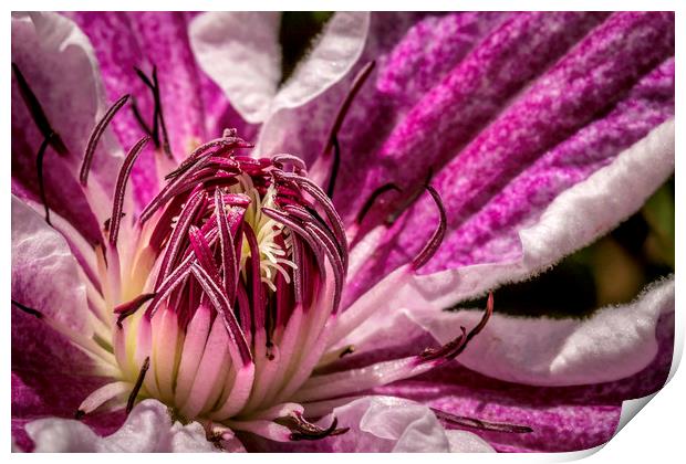 Enchanting Clematis Blossom Print by Don Nealon
