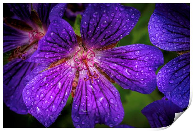Majestic Purple Geranium Print by Don Nealon