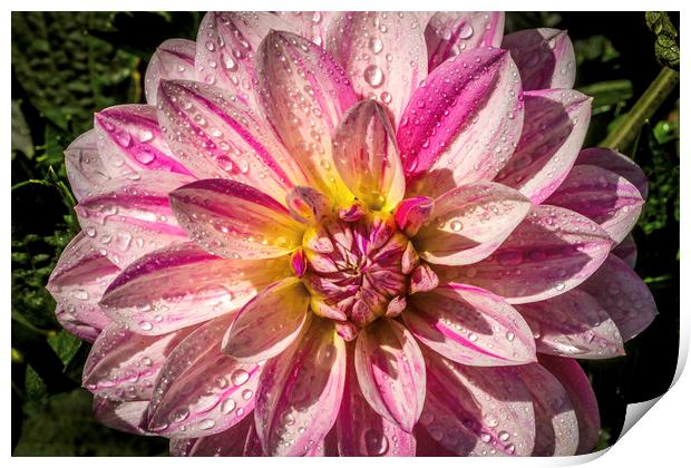 Pink and white Dahlia Print by Don Nealon