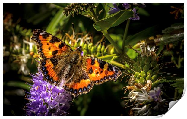 The Majestic Small Tortoiseshell Print by Don Nealon