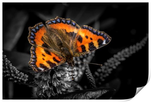Majestic Small Tortoiseshell Butterfly Print by Don Nealon