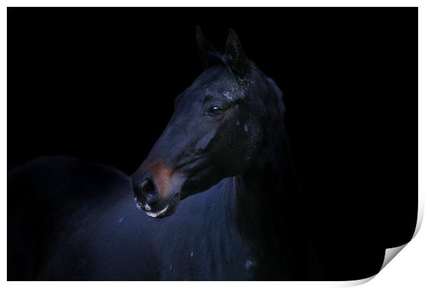 Majestic Black Stallion Print by Don Nealon