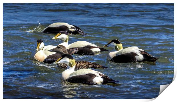 Guardian of the Eider Duck Print by Don Nealon