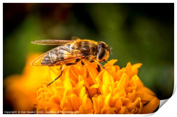 Pollinating Hoverfly Print by Don Nealon