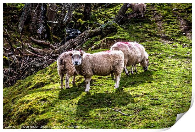 Serene Sheep Scene Print by Don Nealon