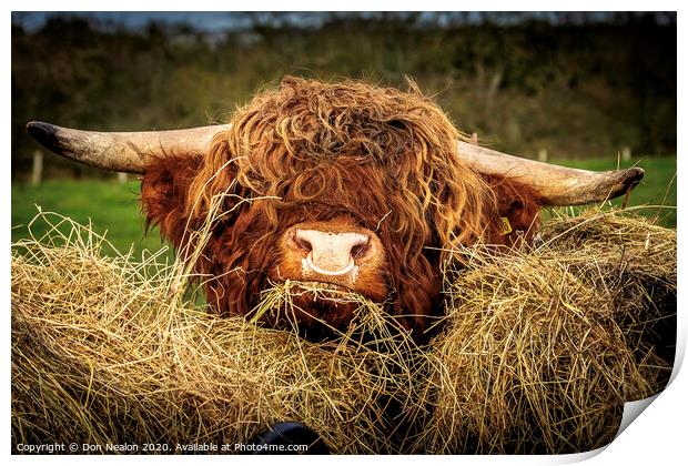 Majestic Highland Bull Grazing Print by Don Nealon