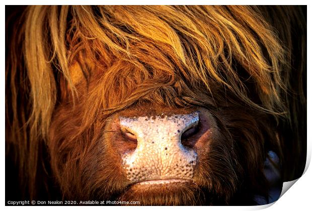 Majestic Highland Cow Print by Don Nealon