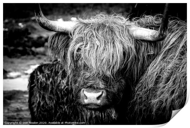 Highland cow Print by Don Nealon